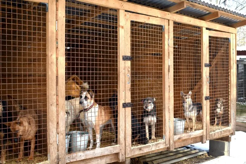 Homeless dogs in cages