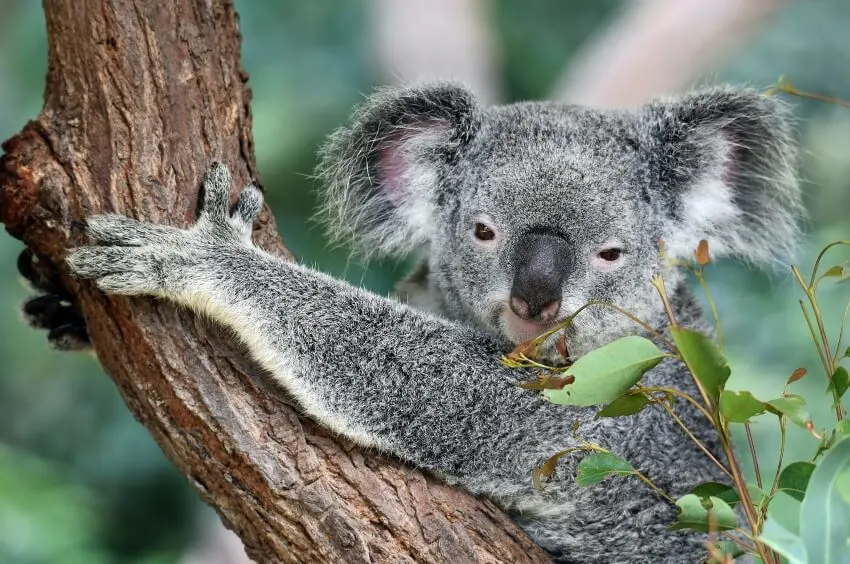 Koala Clinging on a Tree