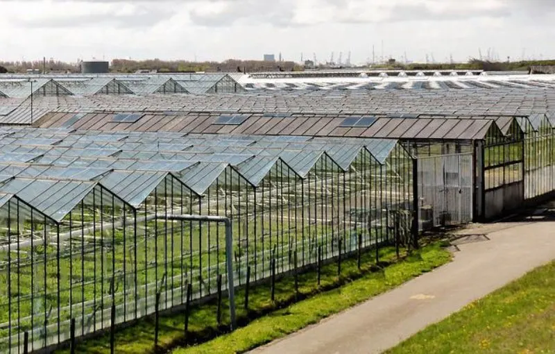 Glass Greenhouses