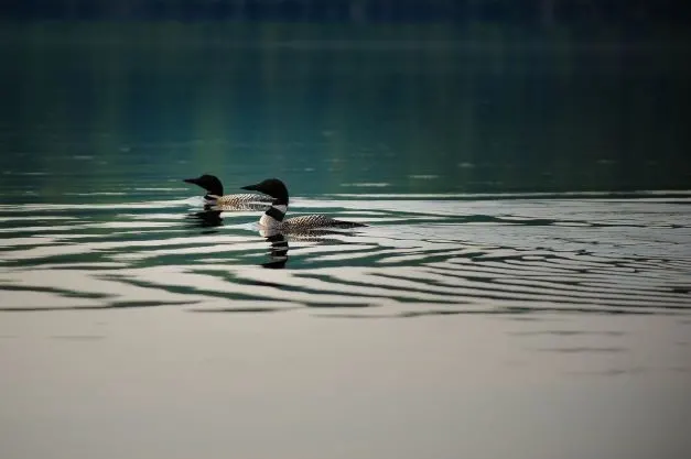 Loons On Lake