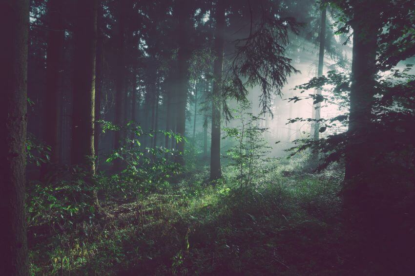 Different Types of Habitats Around the World 6 Lush Forest