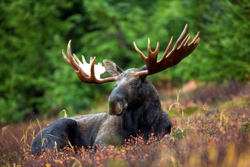 17 Fun & Interesting Deer Facts You Need to Know 1 Moose