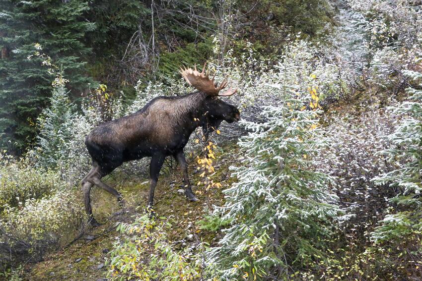 Moose in Field