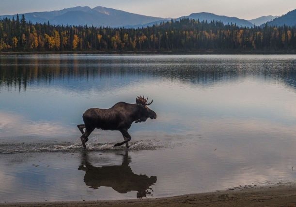 Moose