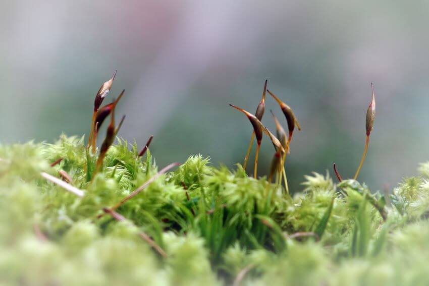 Moss Microhabitats