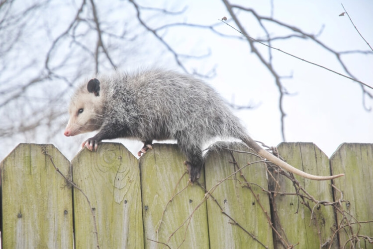 Opossum on a Wooden Fence