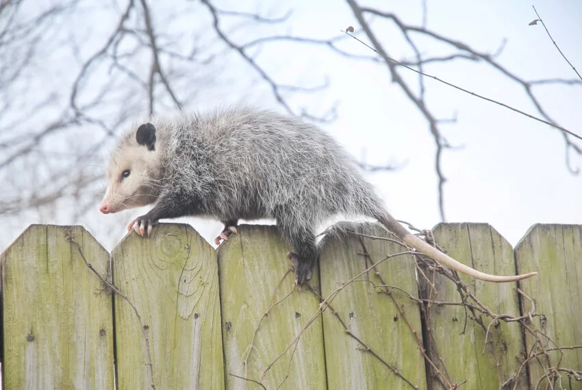 Opossum on a Wooden Fence