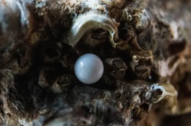 10 Most Ethical Gemstones: Is Mining Ethically Possible? 9 Pearl
