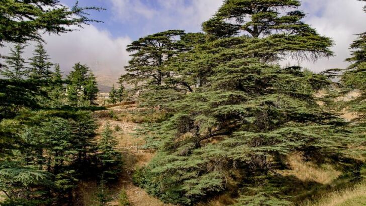 Types of Cedar Trees