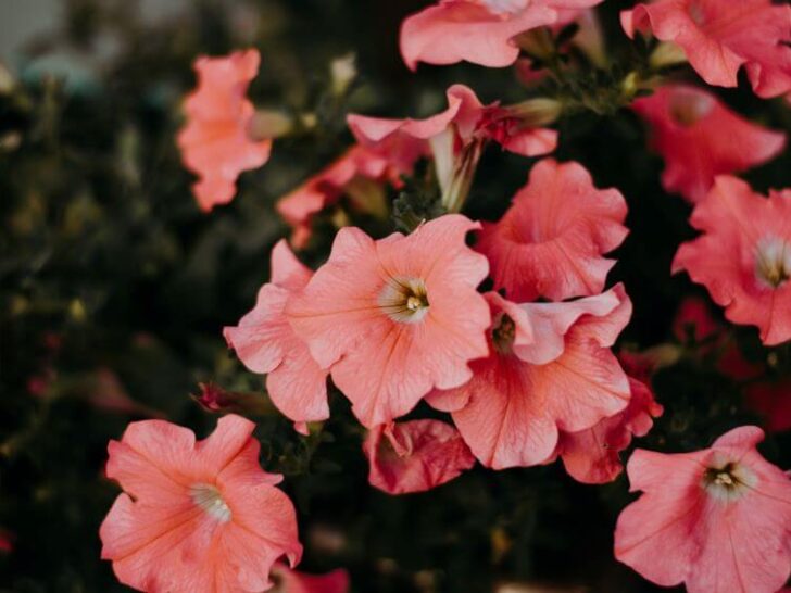 What Are Petunias: Unveiling the Charm of These Popular Blooms 25 Pink Petunias