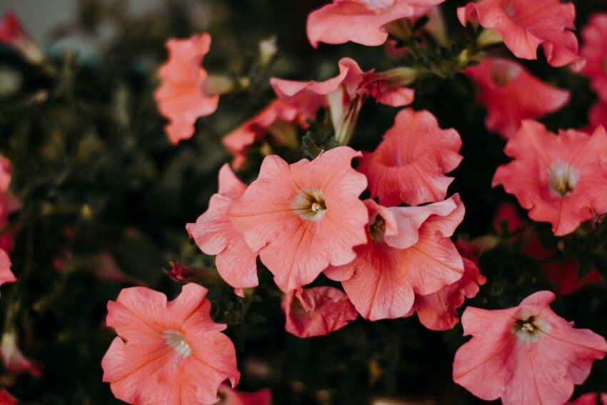 Pink Petunias