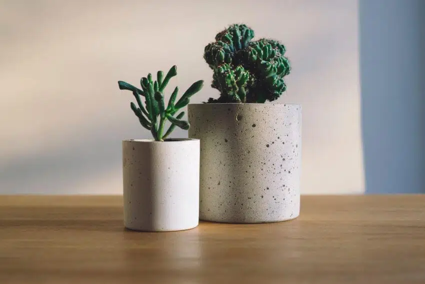 Why Is Hairspray Bad for the Environment? 3 Plants