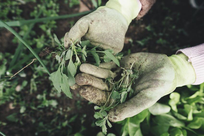 Plucked Weeds