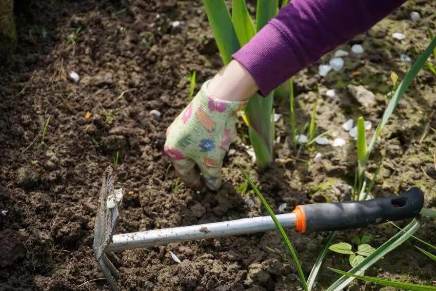 Is Preen Bad for the Environment? 2 Plucking Weeds