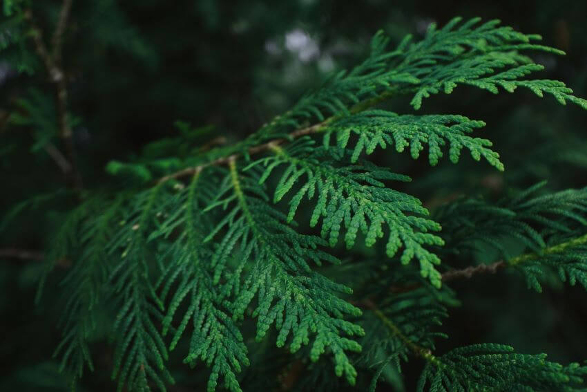 Port Orford-Cedar needles