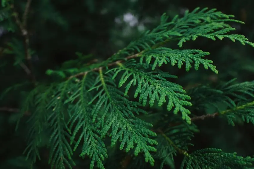 18 Different Types of Cedar Trees Around the World 5 Port Orford-Cedar needles