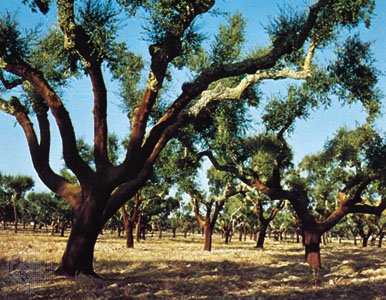 Portugal Cork Oaks