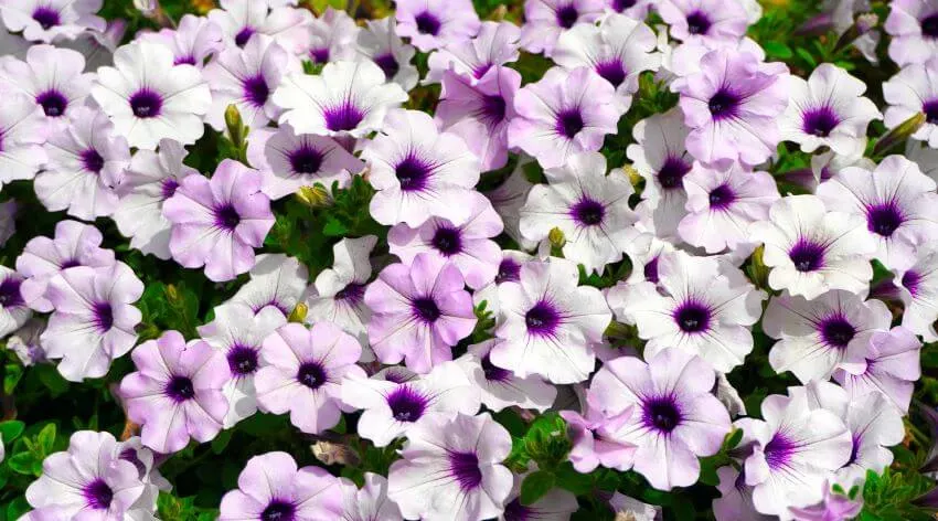 Purple Petunias