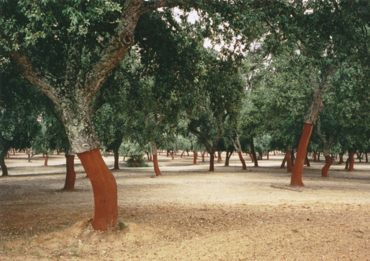 Recently Harvested Cork Trees