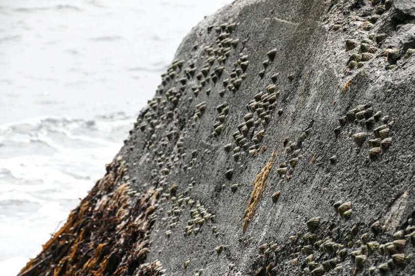 Rock Full of Limpet