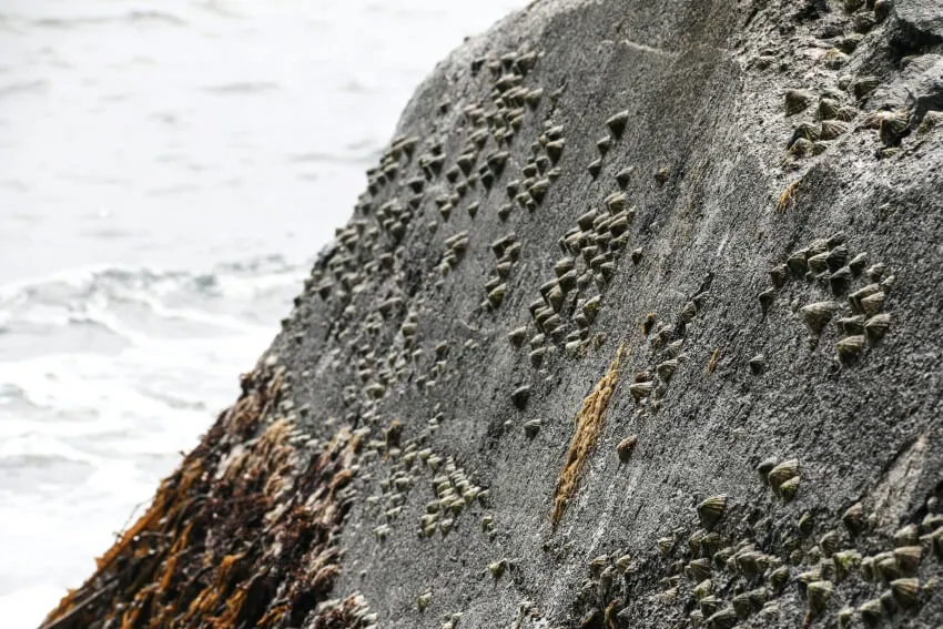 Rock Full of Limpet