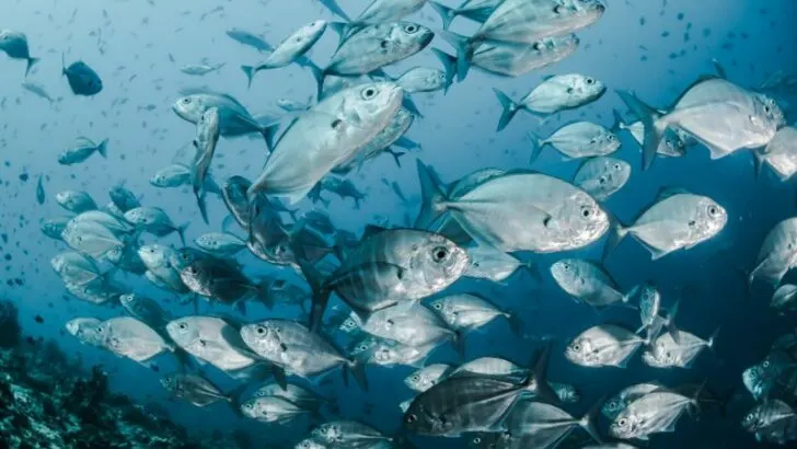 Shoal and School of Fish