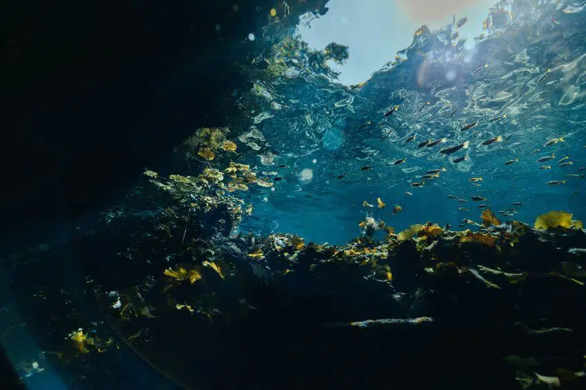 Is R410A Bad for the Environment? 3 School of Fish