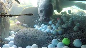 Seal With Non Biodegradable Golf Balls