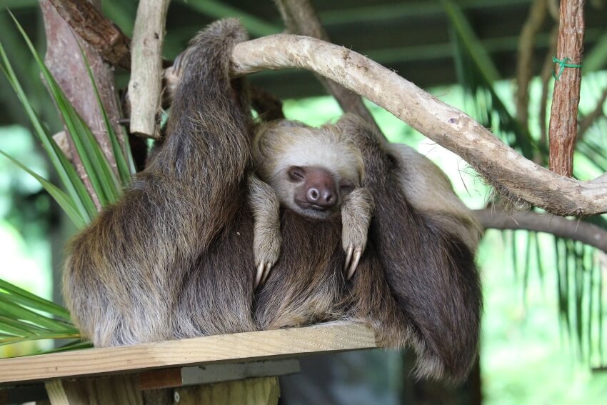 Sleeping Mother and Child Sloth