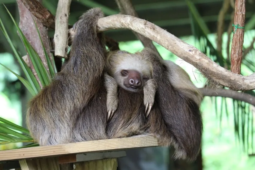12 World’s Most Boring Animals & Species 10 Sleeping Mother and Child Sloth