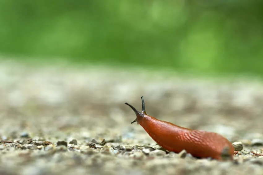 12 World’s Most Boring Animals & Species 7 Slug