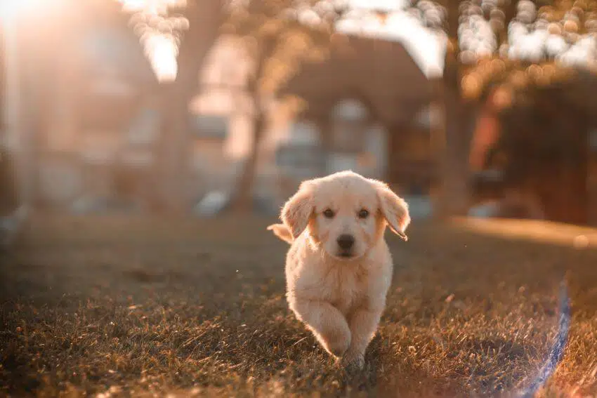 Why Is Hairspray Bad for the Environment? 2 Small Puppy
