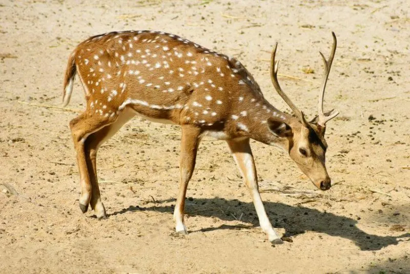 Small Spotted Deer