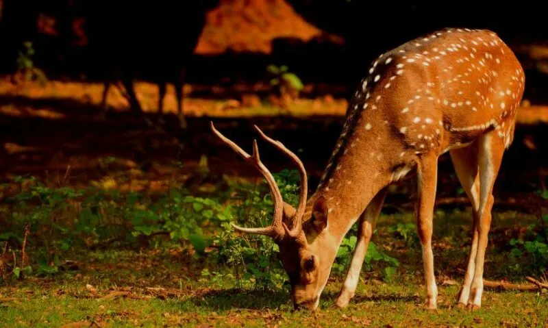 Spotted Deer Eating