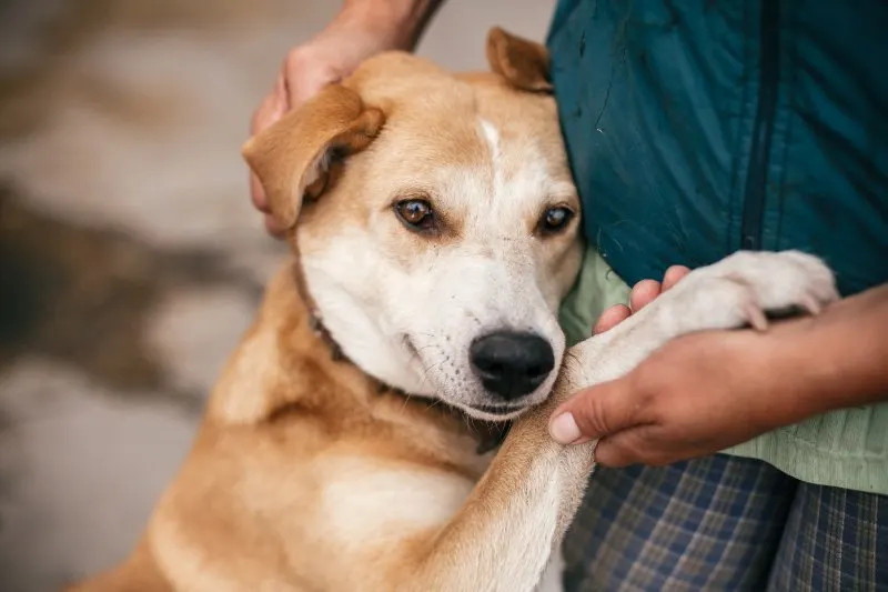 Dog and man holding hands