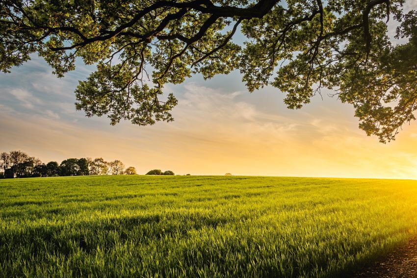 Different Types of Habitats Around the World 7 Sunset in Grassland