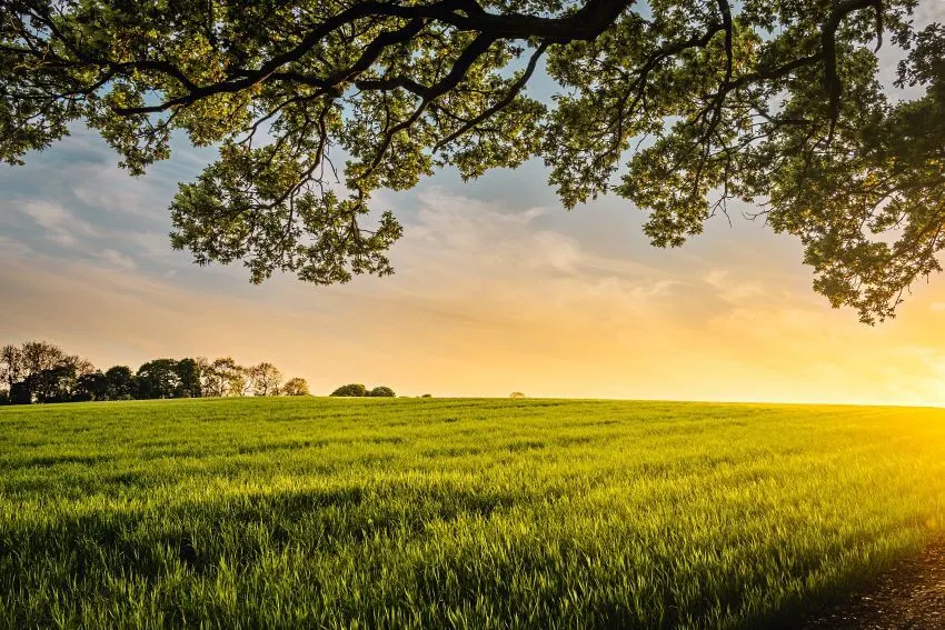 Sunset in Grassland