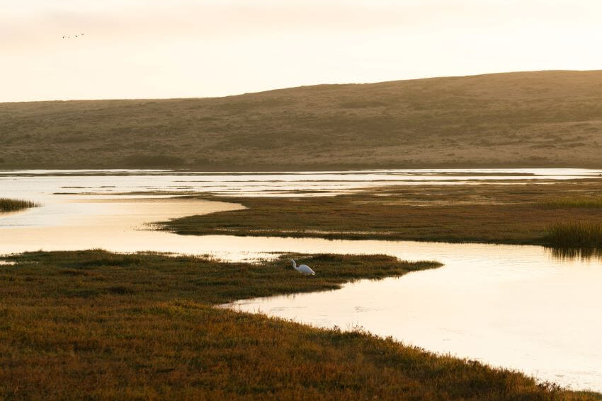 Vast Wetland