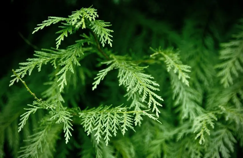 18 Different Types of Cedar Trees Around the World 6 Western Red Cedar Needles