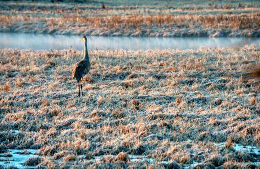 11 Different Types of Ecosystems Around the World 10 Wetlands Sceneries and Wildlife