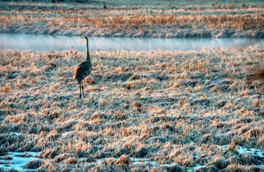 Wetlands Sceneries and Wildlife