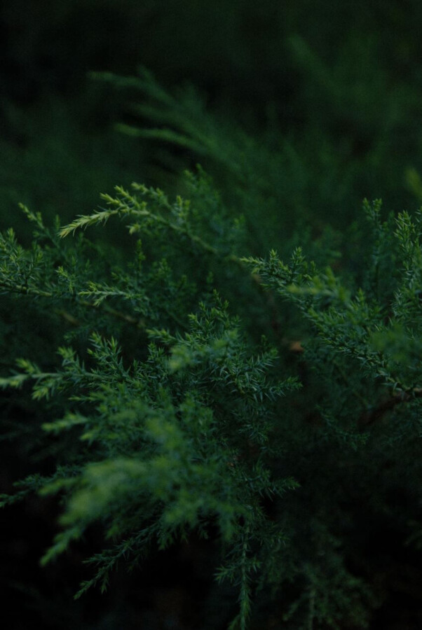 White Cedar Needles