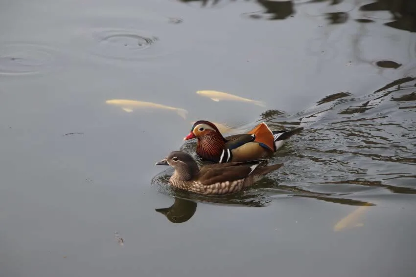 Wildlife at Aquatic Habitat