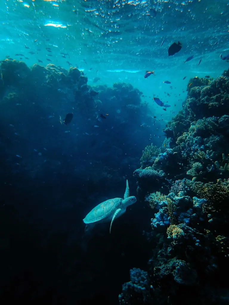 Habitat vs Ecosystem vs Biome: What’s the Difference? 2 aqua 2