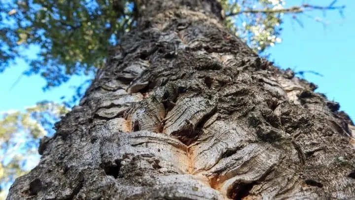 Cork Tree