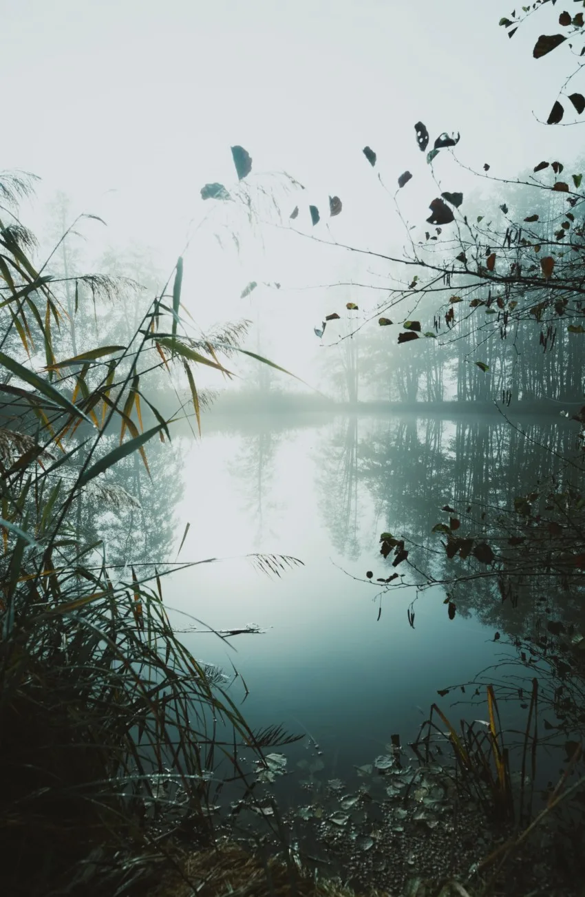 Habitat vs Ecosystem vs Biome: What’s the Difference? 9 ecosystem biome 9