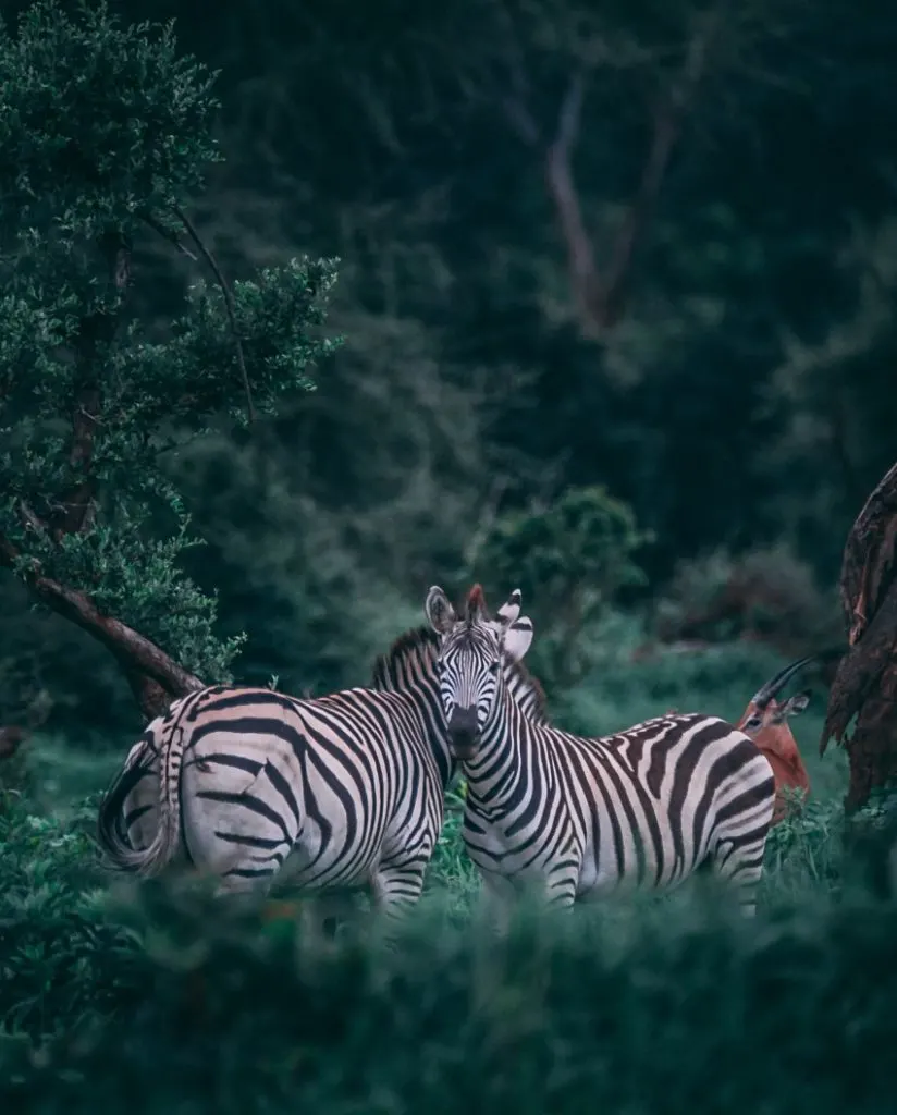Habitat vs Ecosystem vs Biome: What’s the Difference? 11 ecobiome 11