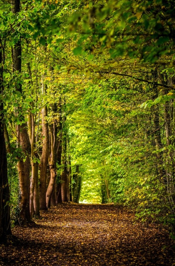 Habitat vs Ecosystem vs Biome: What’s the Difference? 4 forest 4