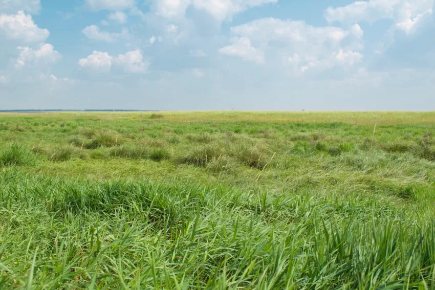 Habitat vs Ecosystem vs Biome: What’s the Difference? 5 grassland 5