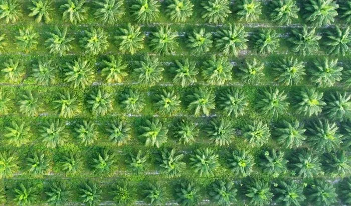 Aerial View of Palm Oil Plantation